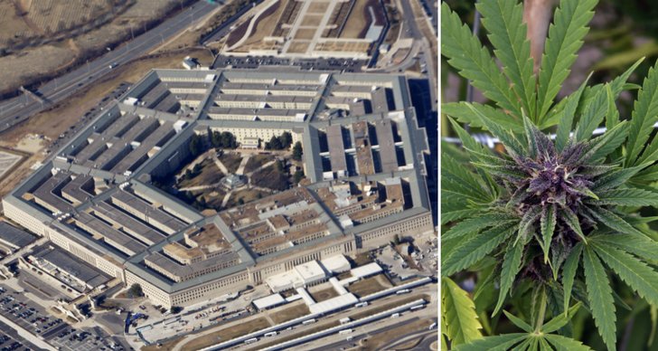 Marijuana, Brott och straff, Pentagon, USA, Militären